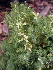 Chamaecyparis obtusa 'Snow Flake' 